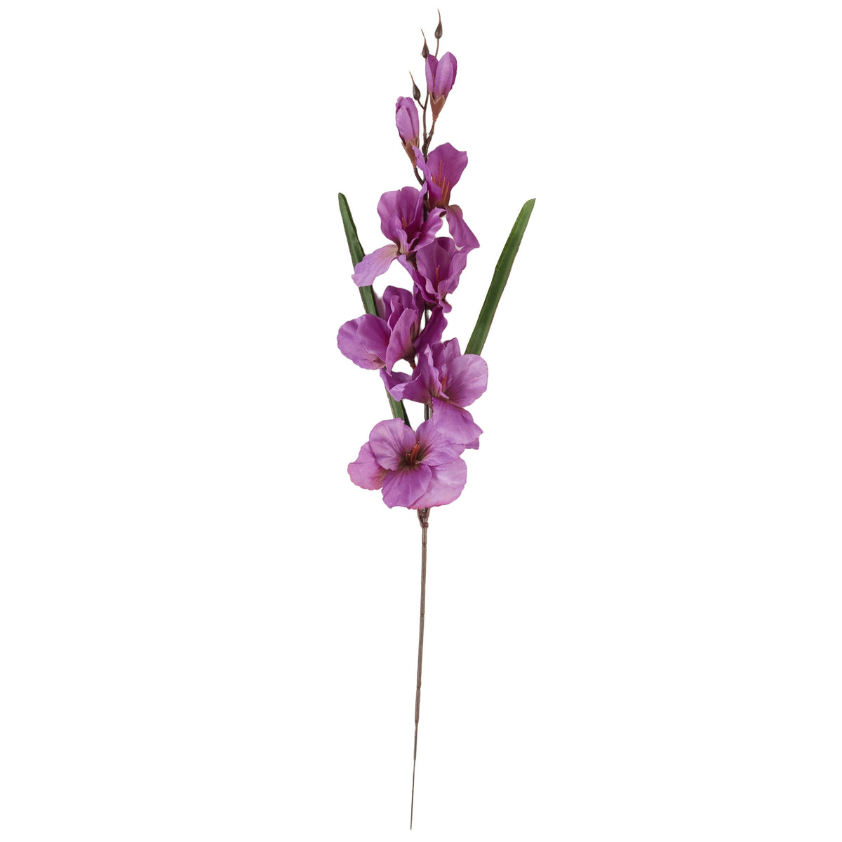 Violetti gladiolus – tekokukka