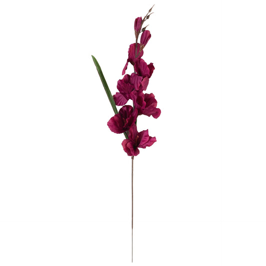 Violetti gladiolus – tekokukka