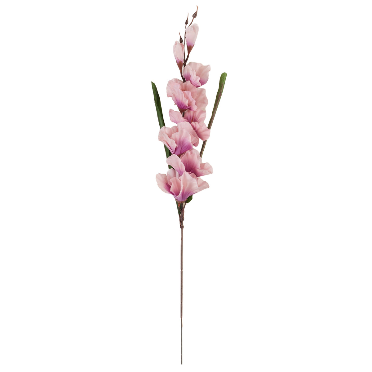Violetti gladiolus – tekokukka