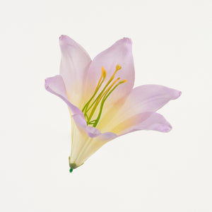 Violetti/Keltainen