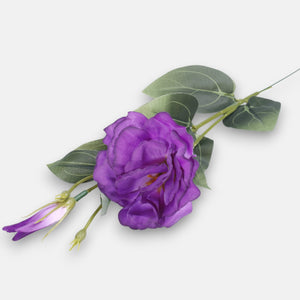 Violetti