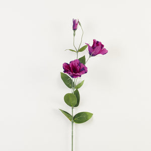 Violetti