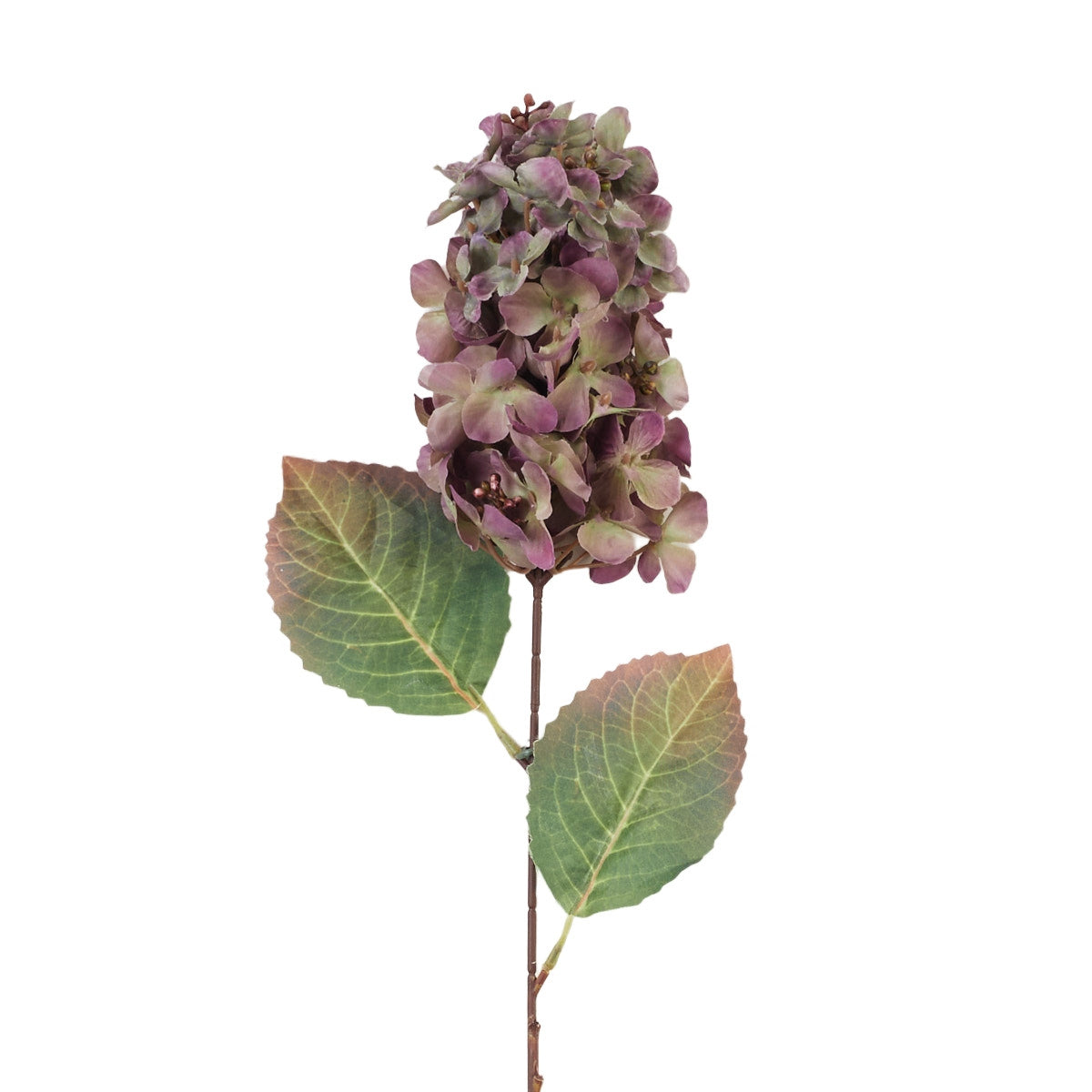 Violetti tekohortensian kukkavarsi