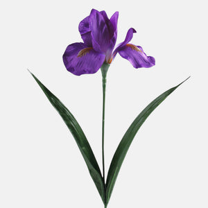 Violetti