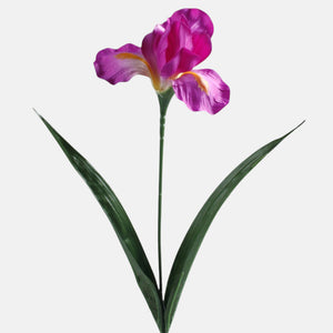 Violetti