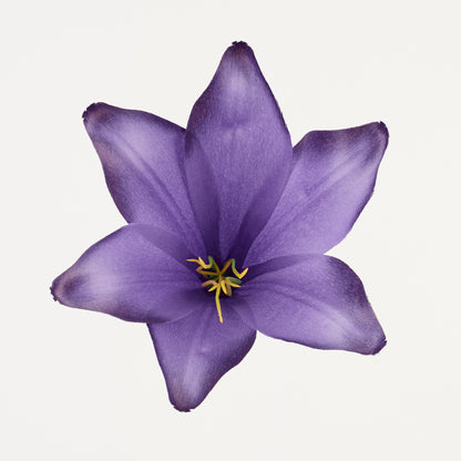 Violetti tekoliljan kukkapää, satiini, 13 cm