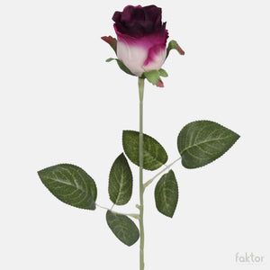Violetti