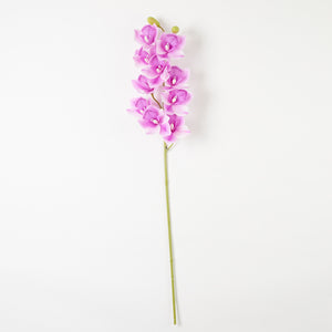 Violetti/Valkoinen